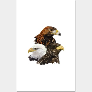 Royal Eagle and Pigargos Posters and Art